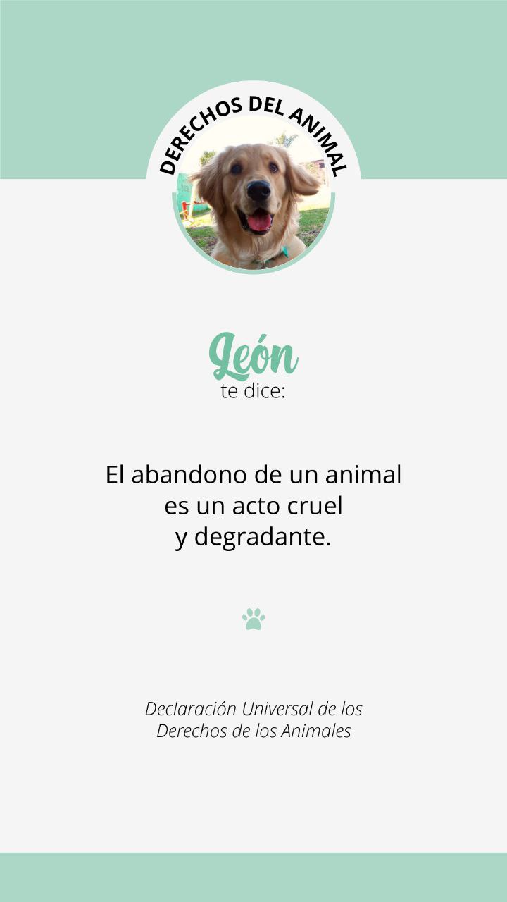 Derechos del animal 5